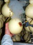 caciocavallo1