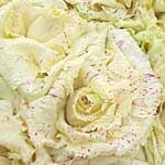 Radicchio variegato di Castelfranco