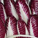 Radicchio di Treviso rosso precoce