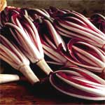 Radicchio di Treviso rosso tardivo